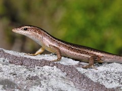 Seychelles Mabuya photo 3