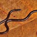 Serpiente Ciega Afroasiática - Photo (c) Paolo Mazzei, algunos derechos reservados (CC BY-NC), subido por Paolo Mazzei
