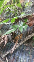 Tectaria polymorpha