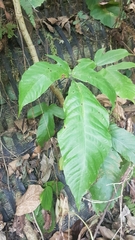Tectaria polymorpha