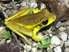Pelodryadidae