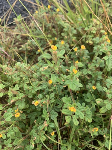Stylosanthes scabra observed 2023-07-19