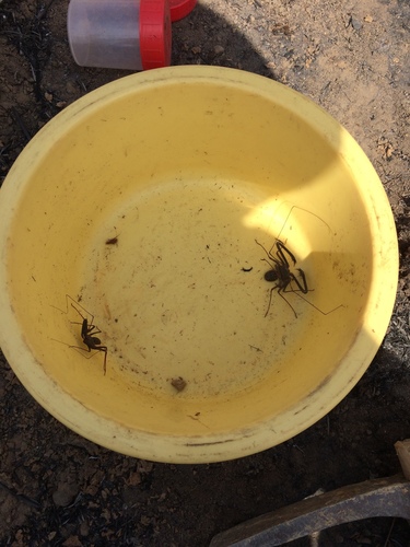 Western Whipspider