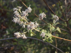 Condea decipiens