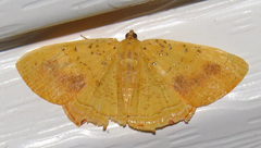 Phrygionis auriferaria