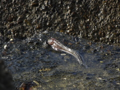 Andamia tetradactylus