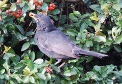 Turdus merula
