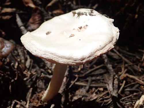 iNaturalist observation photo of Snowmelt Clitocybe