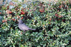 Turdus merula