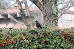 Turdus merula