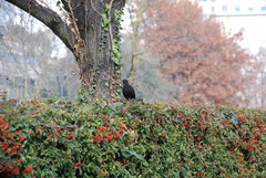 Turdus merula