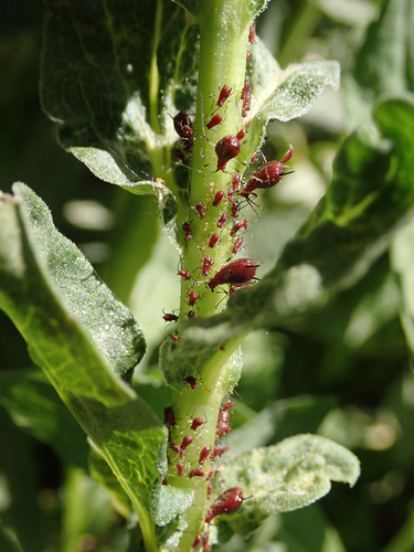 iNaturalist observation photo of Large Daisy Aphids