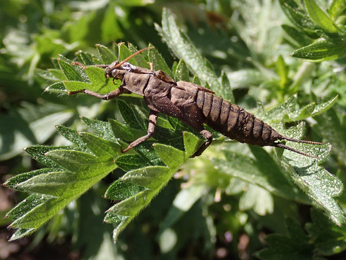 iNaturalist observation photo of Giant Stoneflies and Salmonflies