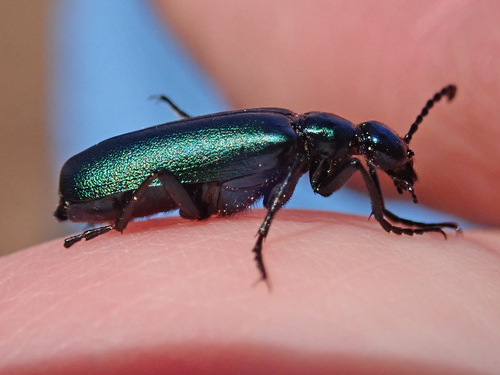 iNaturalist observation photo of Green Blister Beetle