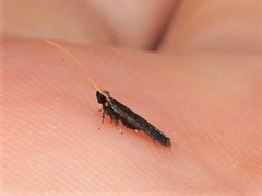 Lecithocera imprudens