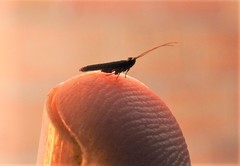 Lecithocera imprudens