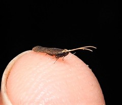 Lecithocera imprudens