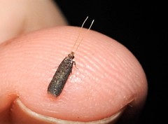 Lecithocera imprudens