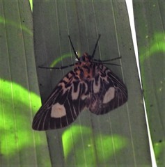 Asota plagiata