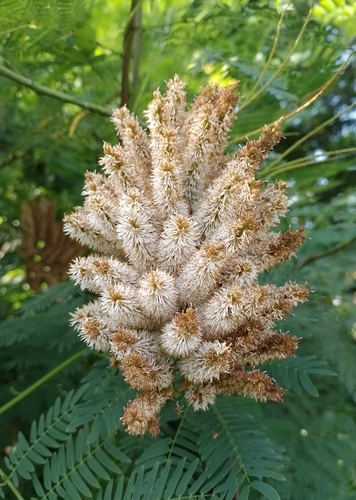 Bejuco prieto (Entada polystachia)