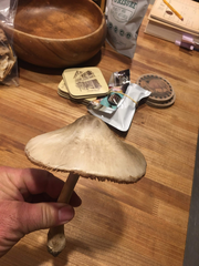Fungi
