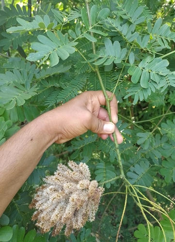 Bejuco prieto (Entada polystachia)