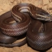 Brown House Snakes - Photo (c) Alex Rebelo, some rights reserved (CC BY-NC), uploaded by Alex Rebelo