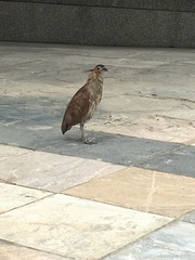 Gorsachius melanolophus