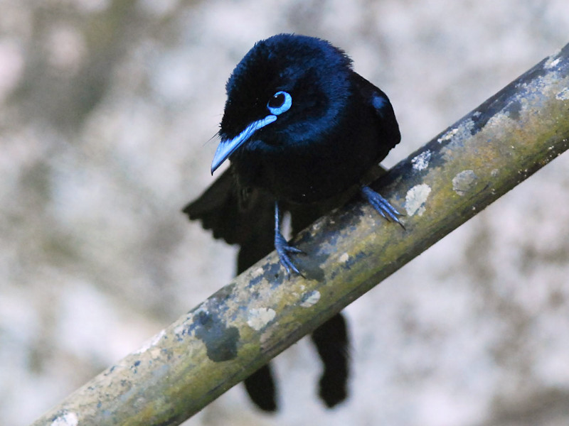 Seychelles Paradise-Flycatcher