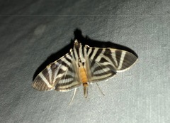 Spilomela perspicata