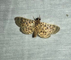 Polygrammodes maculiferalis