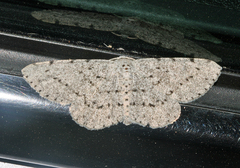 Colocleora proximaria