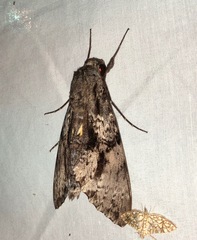 Isognathus swainsonii