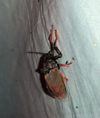 Edebessa circumcincta