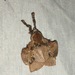 Desmoloma chironomus - Photo (c) Jonathan Newman, some rights reserved (CC BY-NC), uploaded by Jonathan Newman