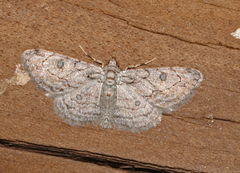 Orbamia octomaculata