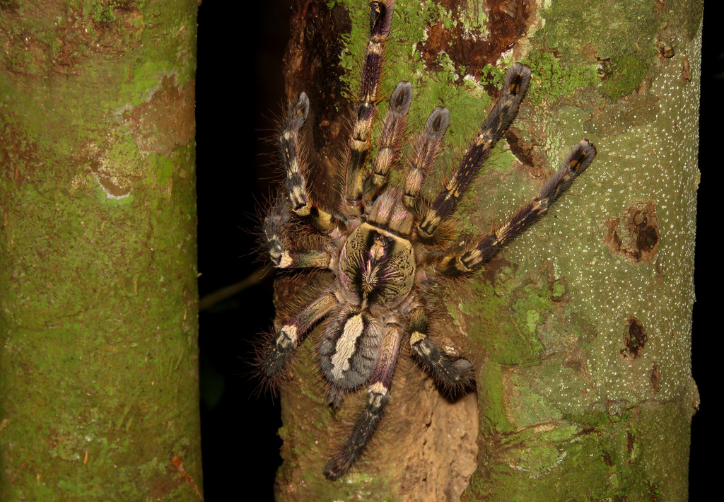Fringed Ornamental Tarantula from Kitulgala, Sri Lanka on January 13
