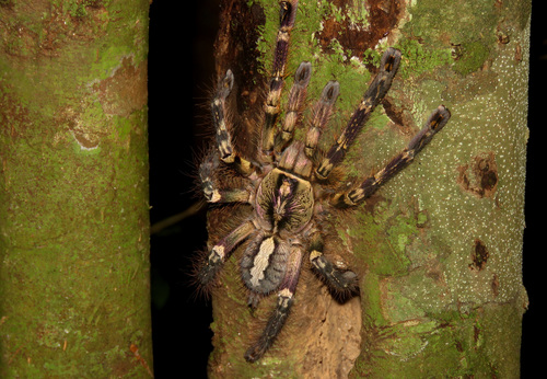 Poecilotheria ornata Pocock