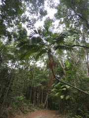 Archontophoenix cunninghamiana