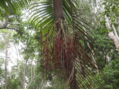 Archontophoenix cunninghamiana