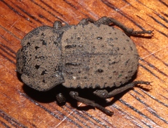 Tenebrionidae