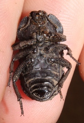 Tenebrionidae