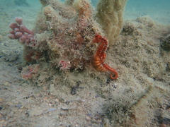 Hippocampus subelongatus