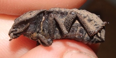 Tenebrionidae