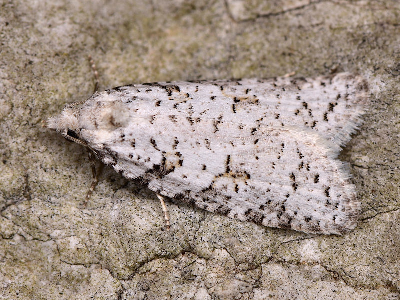Eana italica
