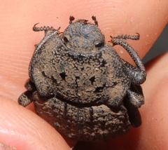 Tenebrionidae