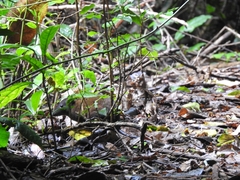 Hypsiprymnodon moschatus