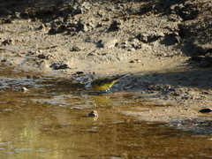 Motacilla flava iberiae