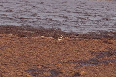 Charadrius dubius
