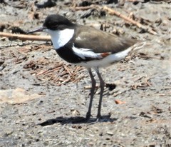 Erythrogonys cinctus